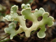 Xanthoparmelia sorediata