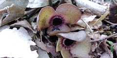 Asarum blumei