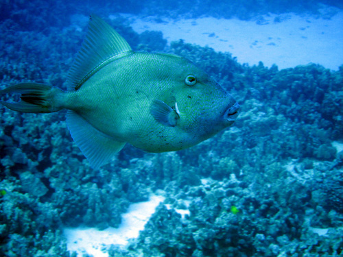 Finescale Triggerfish