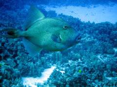 Finescale Triggerfish photo 4