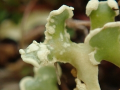 Xanthoparmelia sorediata