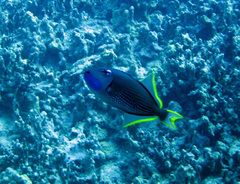 Xanthichthys auromarginatus