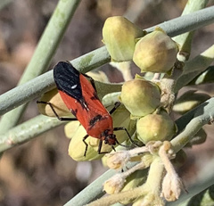 Oncopeltus sanguineolentus