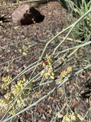 Oncopeltus sanguineolentus