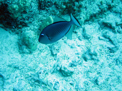 Xanthichthys auromarginatus