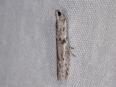 Meyrickiella homosema