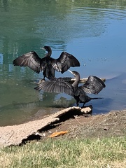 Nannopterum brasilianum