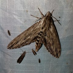 Sphinx canadensis