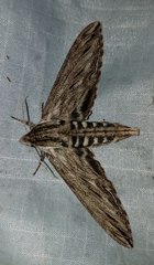 Sphinx canadensis