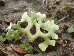 Xanthoparmelia semiviridis