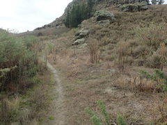 Xanthoparmelia semiviridis