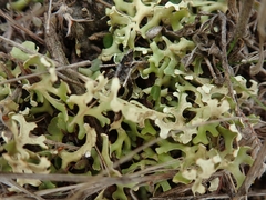 Xanthoparmelia semiviridis