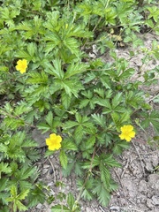 Potentilla flagellaris