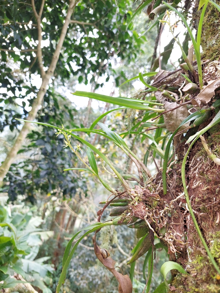 Prosthechea grammatoglossa