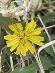 Ixeris