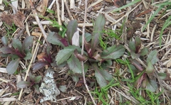 Micranthes micranthidifolia