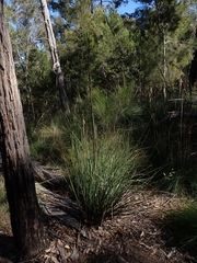 Xanthorrhoea concava