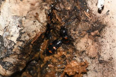 Glischrochilus japonius