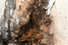 Glischrochilus japonius