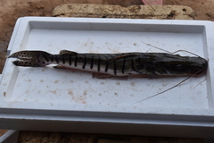 Pseudoplatystoma magdaleniatum