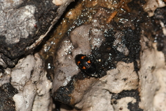 Glischrochilus japonius