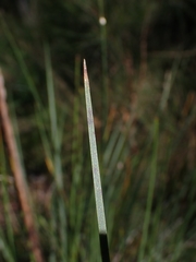 Xanthorrhoea concava