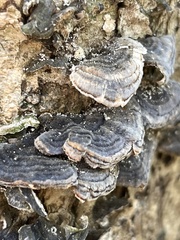 Trametes