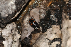 Glischrochilus japonius