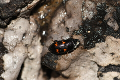 Glischrochilus japonius