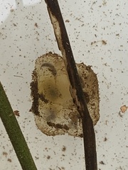 Ambystoma macrodactylum