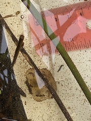 Ambystoma macrodactylum