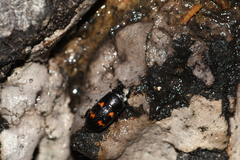 Glischrochilus japonius