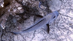 Plectorhinchus pica
