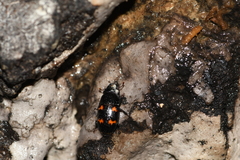 Glischrochilus japonius