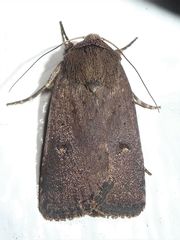 Proteuxoa hypochalchis