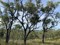 Eucalyptus staigeriana