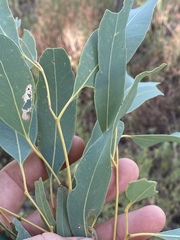 Eucalyptus staigeriana