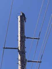 Haliaeetus leucocephalus