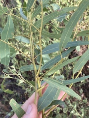 Eucalyptus staigeriana