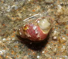 Eulithidium