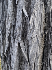 Eucalyptus staigeriana