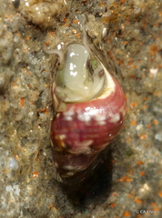 Eulithidium