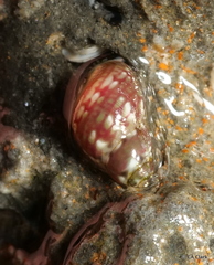Eulithidium
