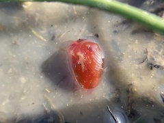 Cyzicus californicus