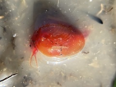 Cyzicus californicus
