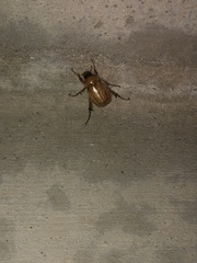 Phobetus mojavus