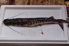 Pseudoplatystoma magdaleniatum