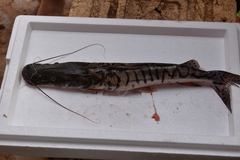 Pseudoplatystoma magdaleniatum