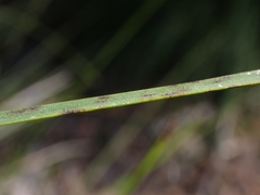 Xanthorrhoea concava