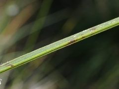 Xanthorrhoea concava